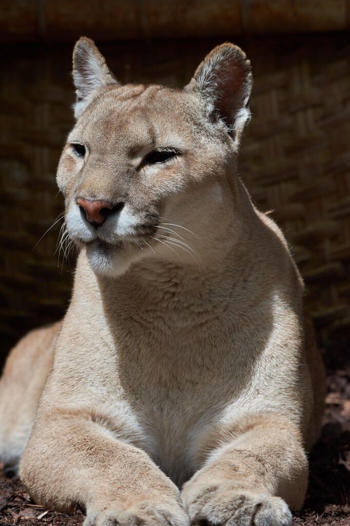 puma, animal, predator, old, carnivores, mountain lion, pet, cat, wild, wildcat