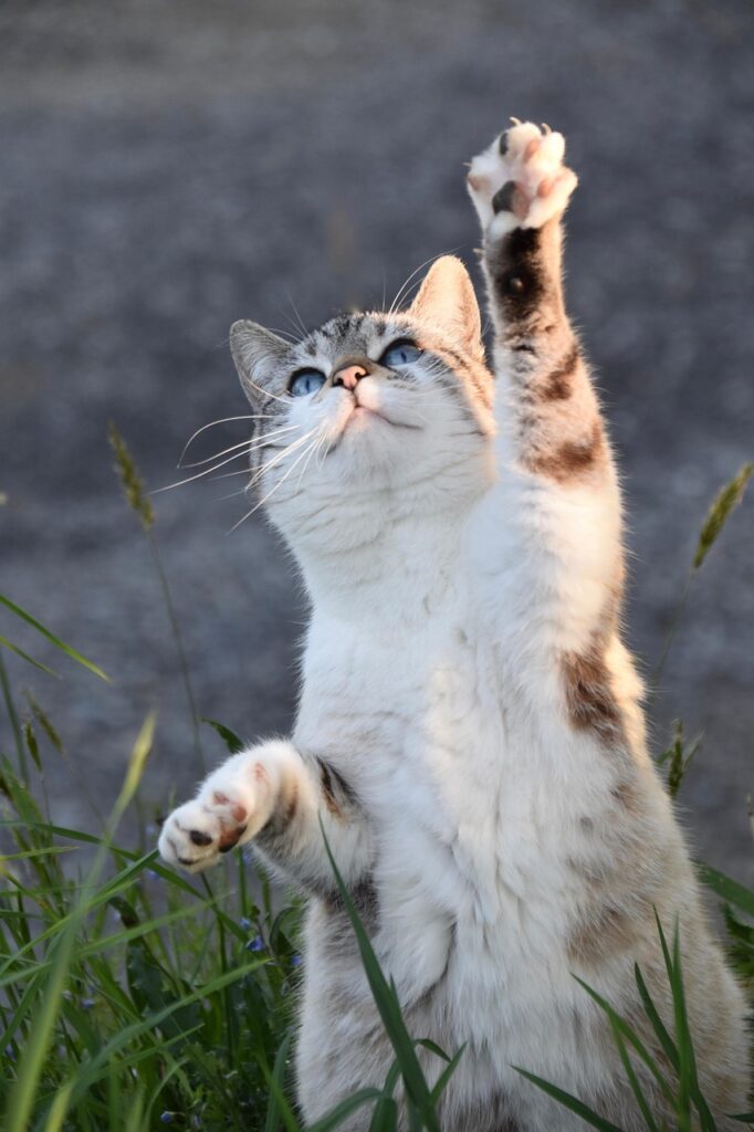 cat, kitten, feline, pussy cloud, cat balance, nature, hunter cat, puss, female, carnivore, pet, animal, agility