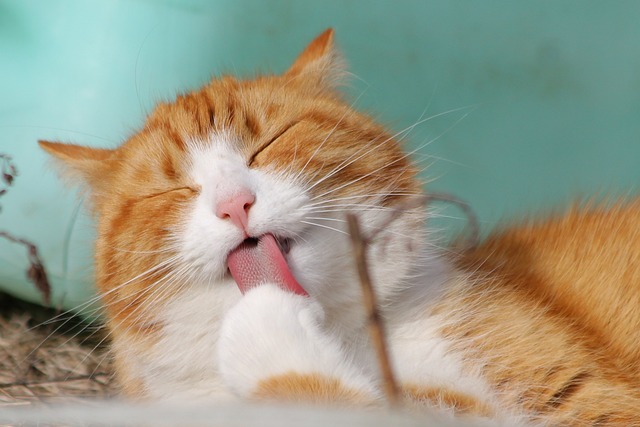 cat, nature, pet, licking, animal, tabby cat, domestic cat, feline, mammal, cute, adorable, portrait