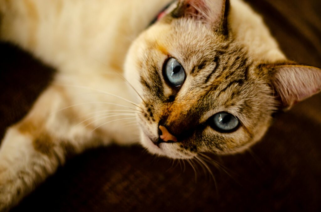 Adorable Siamese cat with striking blue eyes looking up intently.